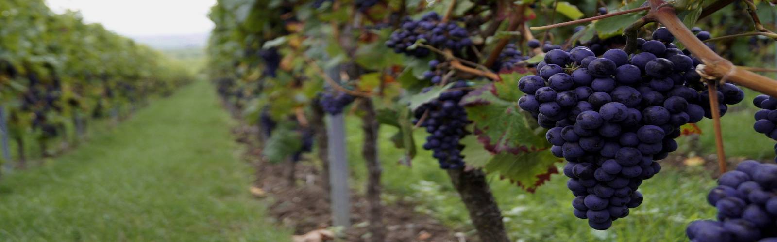 Vineyards